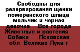 Свободны для резервирования щенки померанского шпица мальчик и черная девочка  - Все города Животные и растения » Собаки   . Псковская обл.,Великие Луки г.